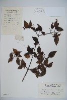 登錄號:S024359藏品圖，第1張