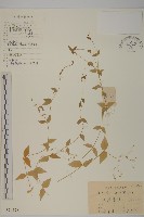 中國繁縷藏品圖，第1張