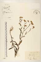 線葉旋覆花藏品圖，第1張