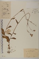 小葉一點紅藏品圖，第1張