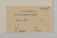 小葉一點紅藏品圖，第3張