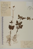 白花鬼針藏品圖，第1張