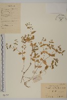 鵝兒腸藏品圖，第1張