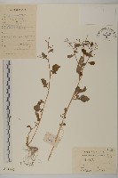 魚眼菊藏品圖，第1張