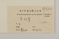 魚眼菊藏品圖，第3張