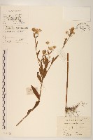 白頂飛蓬藏品圖，第1張