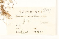 雞兒腸藏品圖，第3張