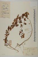 油菊、野菊藏品圖，第1張
