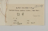 油菊、野菊藏品圖，第3張