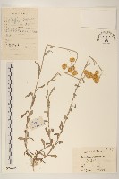 秋鼠麴草藏品圖，第1張