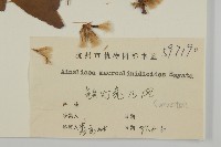 阿里山鬼督郵藏品圖，第3張