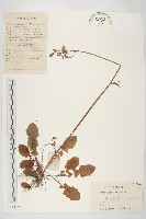 黃鵪菜藏品圖，第1張