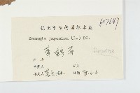 黃鵪菜藏品圖，第3張