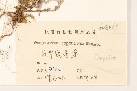 父子草、天青地白藏品圖，第3張