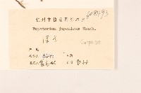 佩蘭、澤蘭藏品圖，第3張