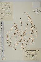 雀舌草藏品圖，第1張