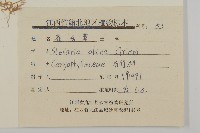 雀舌草藏品圖，第3張