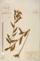 白頂飛蓬藏品圖，第1張