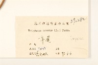 白頂飛蓬藏品圖，第3張