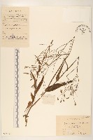 兔仔菜藏品圖，第1張