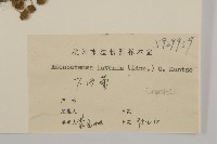 下田菊藏品圖，第3張