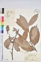 包槲柯藏品圖，第1張