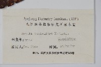 亮葉樺藏品圖，第2張