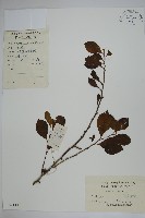 鼠李冬青、滿樹星藏品圖，第1張