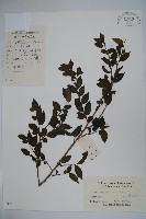 密毛假黃楊藏品圖，第1張