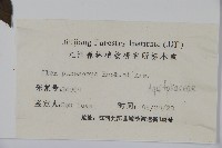 密毛假黃楊藏品圖，第2張