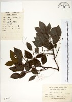 朴樹藏品圖，第1張