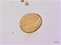 厚葉捕魚木、扁擔桿子藏品圖，第1張