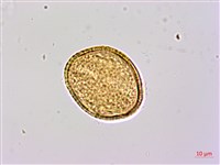 厚葉捕魚木、扁擔桿子藏品圖，第2張