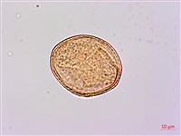 厚葉捕魚木、扁擔桿子藏品圖，第3張