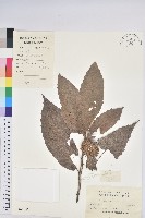 板栗藏品圖，第1張