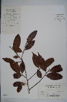 登錄號:S024462藏品圖，第1張