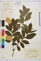 鈍齒鼠李藏品圖，第1張