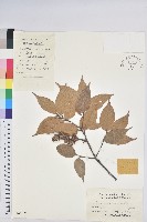 反刺苦櫧藏品圖，第1張