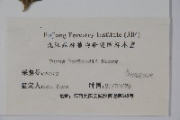 華南黃楊，雀舌黃楊，匙葉黃楊藏品圖，第2張