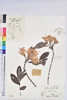羊躑躅藏品圖，第1張