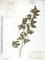 小構樹藏品圖，第1張