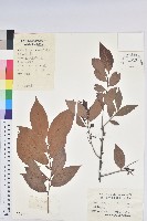 米飯花藏品圖，第1張