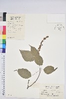 扛香藤藏品圖，第1張