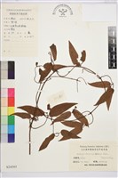 山木通藏品圖，第1張