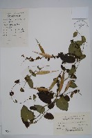 鷗蔓藏品圖，第1張