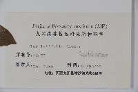 廣葉冬青、大葉冬青、苦丁茶藏品圖，第2張