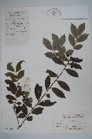 藤胡頹子藏品圖，第1張