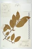 藤胡頹子藏品圖，第3張