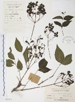 灰色木藍藏品圖，第1張