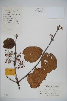 莢迷藏品圖，第1張